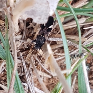 Dieuches sp. (genus) at Mitchell, ACT - 6 Apr 2021