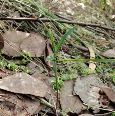 Bunochilus umbrinus (Broad-sepaled Leafy Greenhood) at Holt, ACT - 5 Apr 2021 by CathB