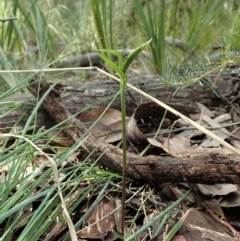 Bunochilus umbrinus at suppressed - 6 Apr 2021