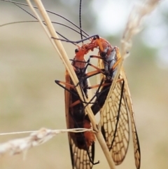 Chorista australis (Autumn scorpion fly) at Cook, ACT - 6 Apr 2021 by CathB