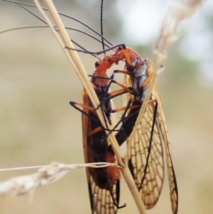 Chorista australis at Cook, ACT - 5 Apr 2021 08:17 AM