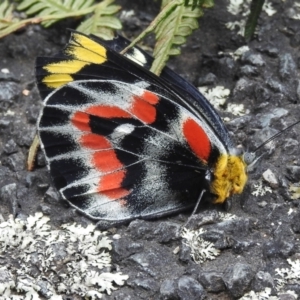 Delias harpalyce at Paddys River, ACT - 6 Apr 2021 11:14 AM