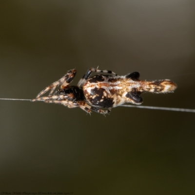 Cyclosa trilobata (Three-lobed spider) at Downer, ACT - 6 Apr 2021 by Roger