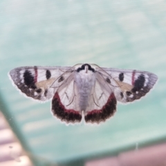 Crypsiphona ocultaria (Red-lined Looper Moth) at Kambah, ACT - 1 Apr 2021 by MatthewFrawley