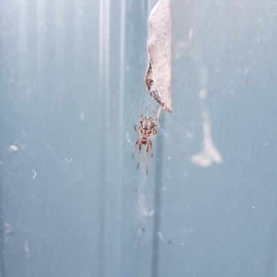 Phonognatha graeffei (Leaf Curling Spider) at Kambah, ACT - 1 Apr 2021 by MatthewFrawley