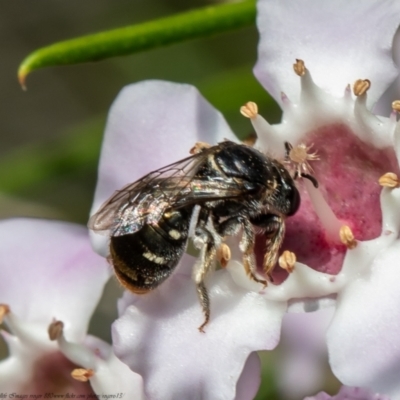 Lipotriches (Austronomia) ferricauda (Halictid bee) at ANBG - 5 Apr 2021 by Roger