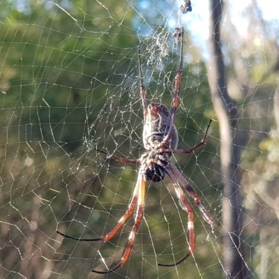 Trichonephila edulis (Golden orb weaver) at Majura, ACT - 3 Apr 2021 by MPW