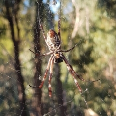 Trichonephila edulis at Majura, ACT - 3 Apr 2021