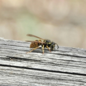 Vespula germanica at Aranda, ACT - 6 Apr 2021