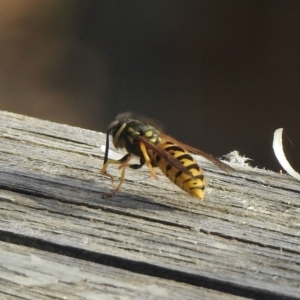 Vespula germanica at Aranda, ACT - 6 Apr 2021 03:36 PM