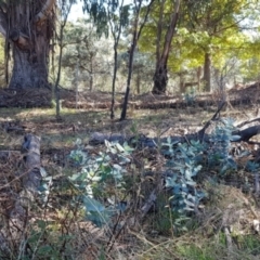 Eucalyptus globulus subsp. bicostata (Southern Blue Gum, Eurabbie) at Watson, ACT - 29 Mar 2021 by MPW