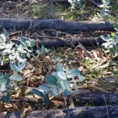 Eucalyptus globulus subsp. bicostata at Watson, ACT - 29 Mar 2021 12:02 PM