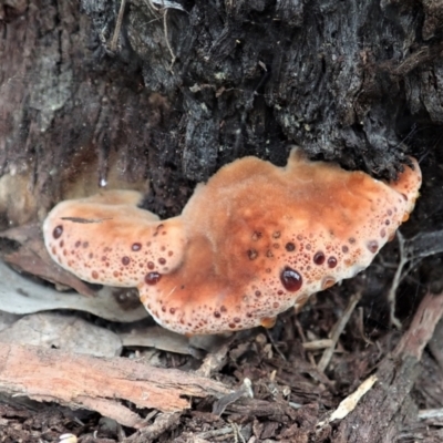 Postia pelliculosa (A wood-rotting bracket fungus) at Aranda Bushland - 5 Apr 2021 by CathB
