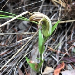 Diplodium truncatum (Little Dumpies, Brittle Greenhood) at Cook, ACT - 31 Mar 2021 by CathB