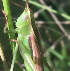 Conocephalomima barameda (False Meadow Katydid, Barameda) at Acton, ACT - 6 Apr 2021 by NedJohnston