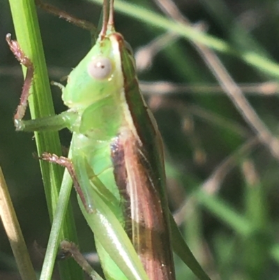 Conocephalomima barameda (False Meadow Katydid, Barameda) at Acton, ACT - 6 Apr 2021 by Ned_Johnston