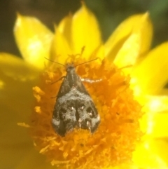 Tebenna micalis (Small Thistle Moth) at Acton, ACT - 6 Apr 2021 by Ned_Johnston