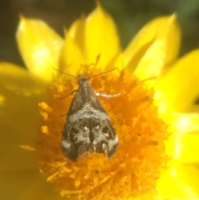 Tebenna micalis (Small Thistle Moth) at Acton, ACT - 6 Apr 2021 by NedJohnston