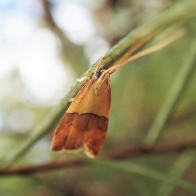 Crocanthes prasinopis (A Curved -horn moth) at Holt, ACT - 24 Mar 2021 by CathB