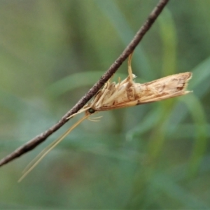 Crocanthes prasinopis at Holt, ACT - 24 Mar 2021