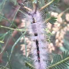 Orgyia anartoides (Painted Apple Moth) at O'Connor, ACT - 6 Apr 2021 by Ned_Johnston