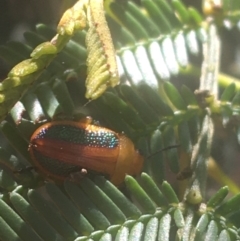 Calomela parilis (Leaf beetle) at O'Connor, ACT - 6 Apr 2021 by Ned_Johnston