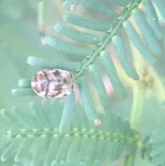 Ditropidus sp. (genus) (Leaf beetle) at O'Connor, ACT - 6 Apr 2021 by NedJohnston