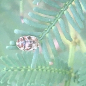 Ditropidus sp. (genus) at O'Connor, ACT - 6 Apr 2021