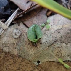 Cyrtostylis reniformis at suppressed - 30 Mar 2021