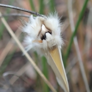 Trichiocercus sparshalli at Aranda, ACT - 24 Mar 2021