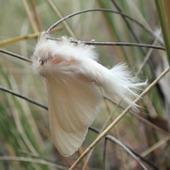 Trichiocercus sparshalli at Aranda, ACT - 24 Mar 2021