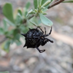 Austracantha minax at Aranda, ACT - 16 Mar 2021