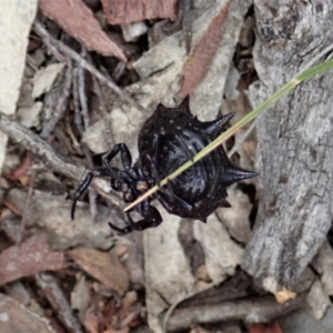 Austracantha minax at Aranda, ACT - 16 Mar 2021