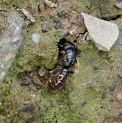 Amblyopone sp. (genus) (Slow ant) at Aranda Bushland - 16 Mar 2021 by CathB