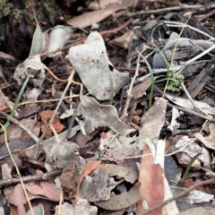 Caleana minor (Small Duck Orchid) at Holt, ACT - 24 Mar 2021 by CathB