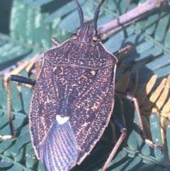 Poecilometis strigatus (Gum Tree Shield Bug) at O'Connor, ACT - 6 Apr 2021 by Ned_Johnston