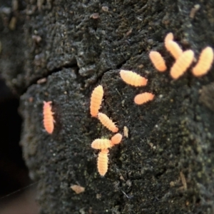 Collembola sp. (class) at Holt, ACT - 24 Mar 2021