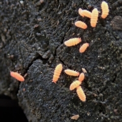 Collembola (class) at Holt, ACT - 24 Mar 2021 05:05 PM