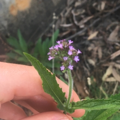 Verbena incompta (Purpletop) at Acton, ACT - 6 Apr 2021 by NedJohnston