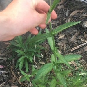 Verbena incompta at Acton, ACT - 6 Apr 2021