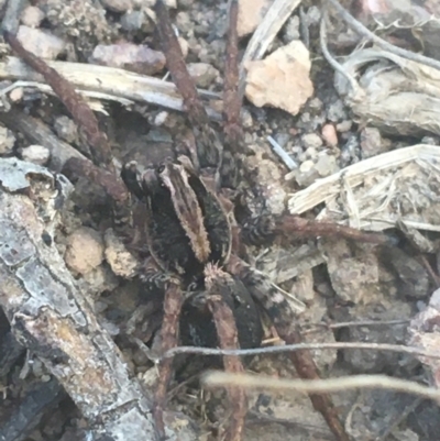 Unidentified Spider (Araneae) at Acton, ACT - 6 Apr 2021 by NedJohnston