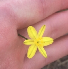 Tricoryne elatior (Yellow Rush Lily) at Acton, ACT - 6 Apr 2021 by Ned_Johnston