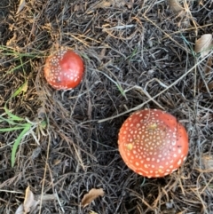 Amanita muscaria (Fly Agaric) at Murrumbateman, NSW - 6 Apr 2021 by SimoneC