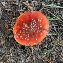 Amanita muscaria at Murrumbateman, NSW - 6 Apr 2021 05:21 PM