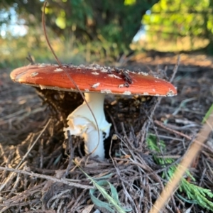 Amanita muscaria at Murrumbateman, NSW - 6 Apr 2021 05:21 PM