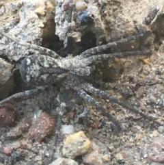 Miturgidae (family) (False wolf spider) at Black Mountain - 6 Apr 2021 by NedJohnston