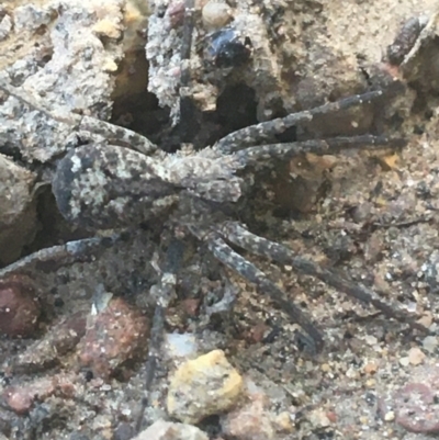 Ornodolomedes sp. (genus) at Black Mountain - 6 Apr 2021 by NedJohnston