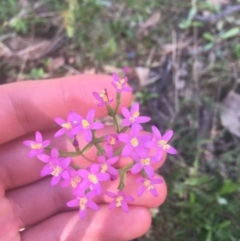 Centaurium erythraea (Common Centaury) at Downer, ACT - 6 Apr 2021 by NedJohnston