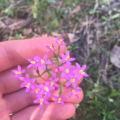 Centaurium erythraea (Common Centaury) at Downer, ACT - 6 Apr 2021 by Ned_Johnston