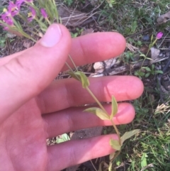 Centaurium erythraea at Downer, ACT - 6 Apr 2021